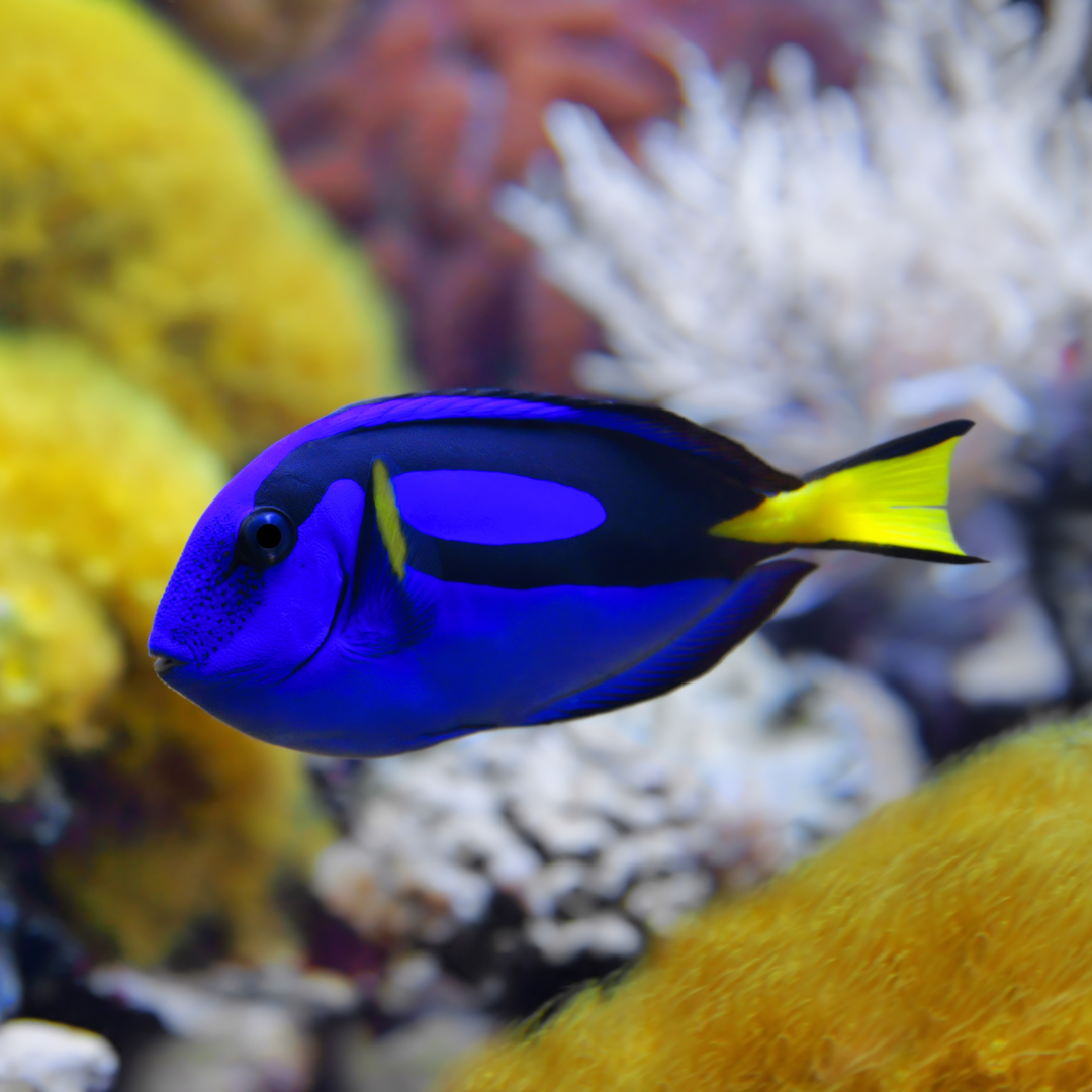 Saltwater Fish & Corals | Big Fish Aquarium — Big Fish Aquarium